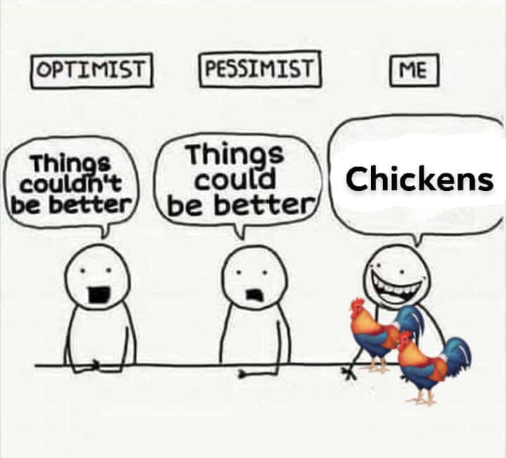 Chicken cartoon image